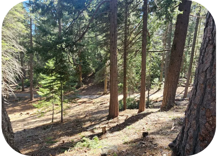 Forest near Wisdom of the Heart Mt Shasta Retreat Center