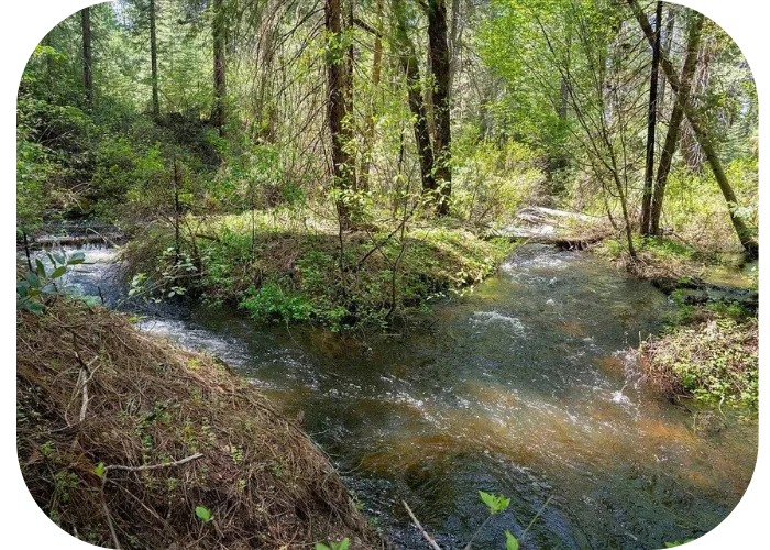 Wagon Creek at Wisdom of the Heart Center Mount Shasta