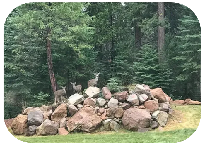 Deer peek from the forest at Sanctuary of the Heart Mount Shasta