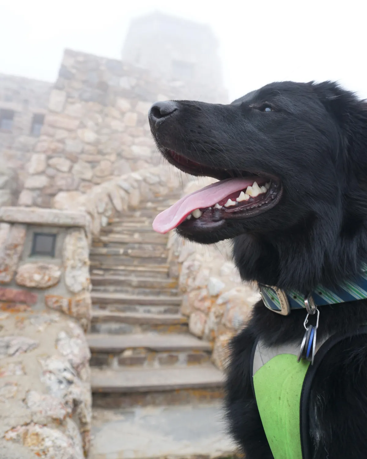 black dog in front of stone steps