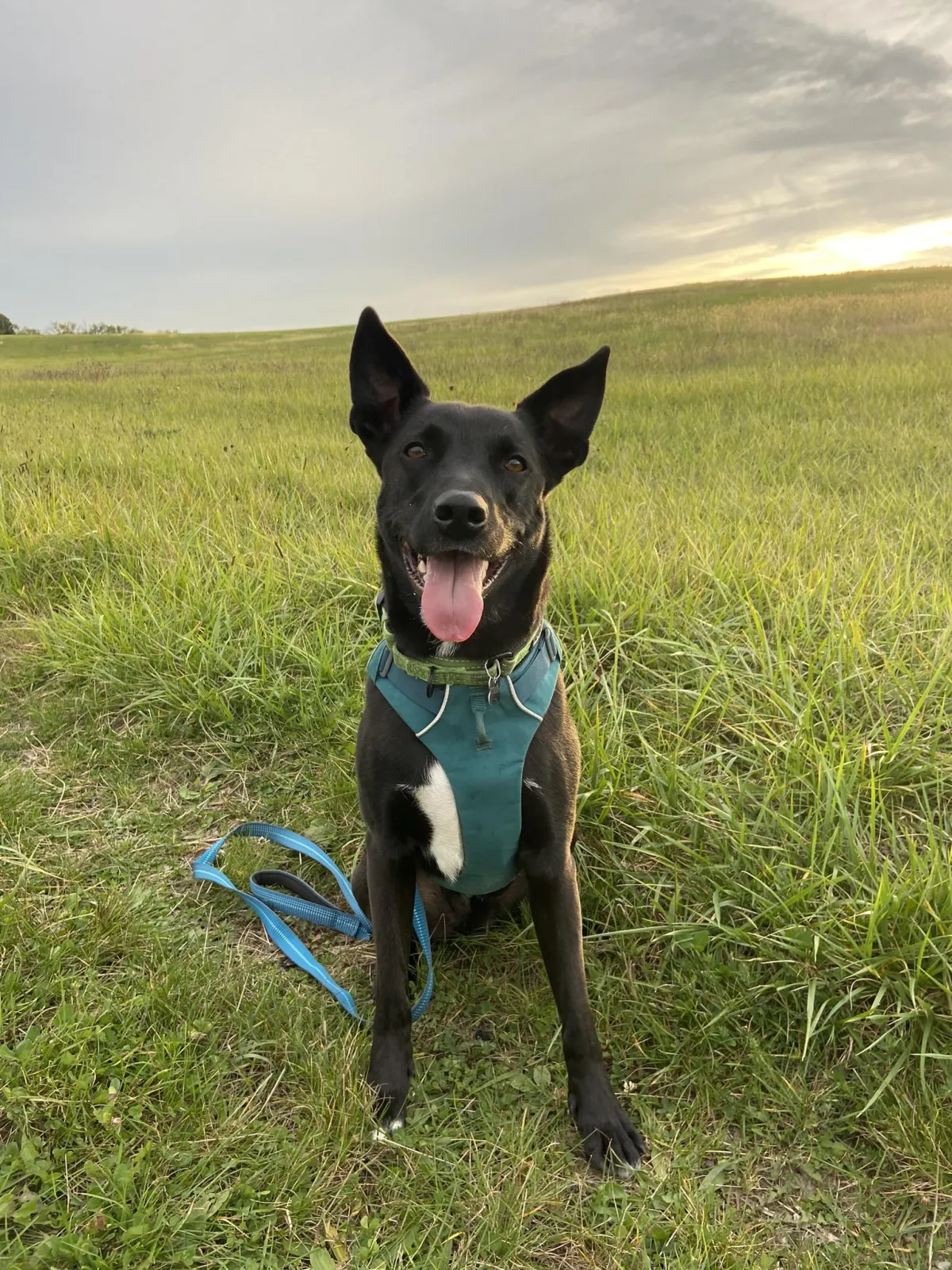 black dog sitting in a field