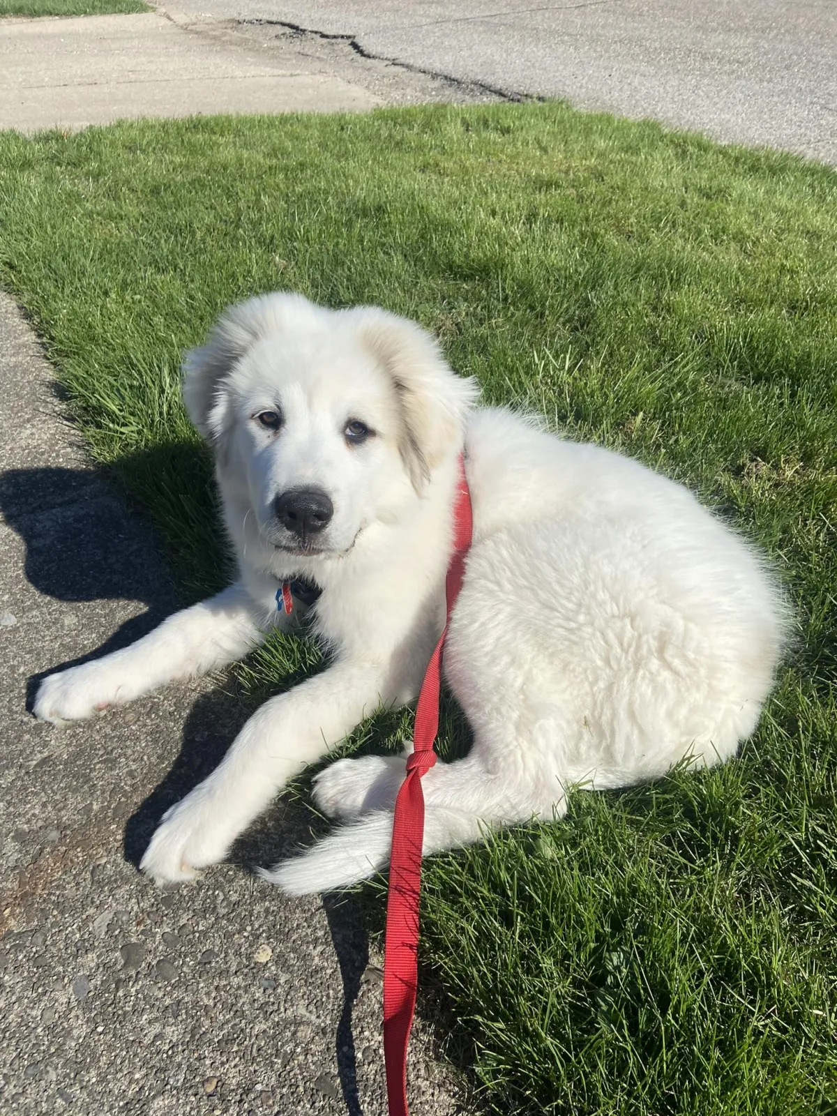 Great Pyrenees puppy laying in the grass