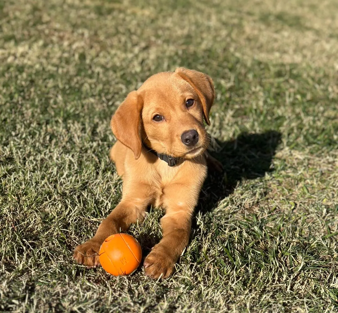 A golden puppy with an orange ball lying on grass, representing the Imprint-A-Pup course curriculum.