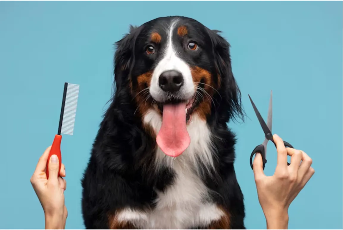 dog grooming