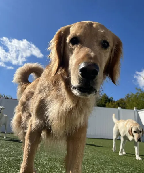 Dog Boarding Montgomery
