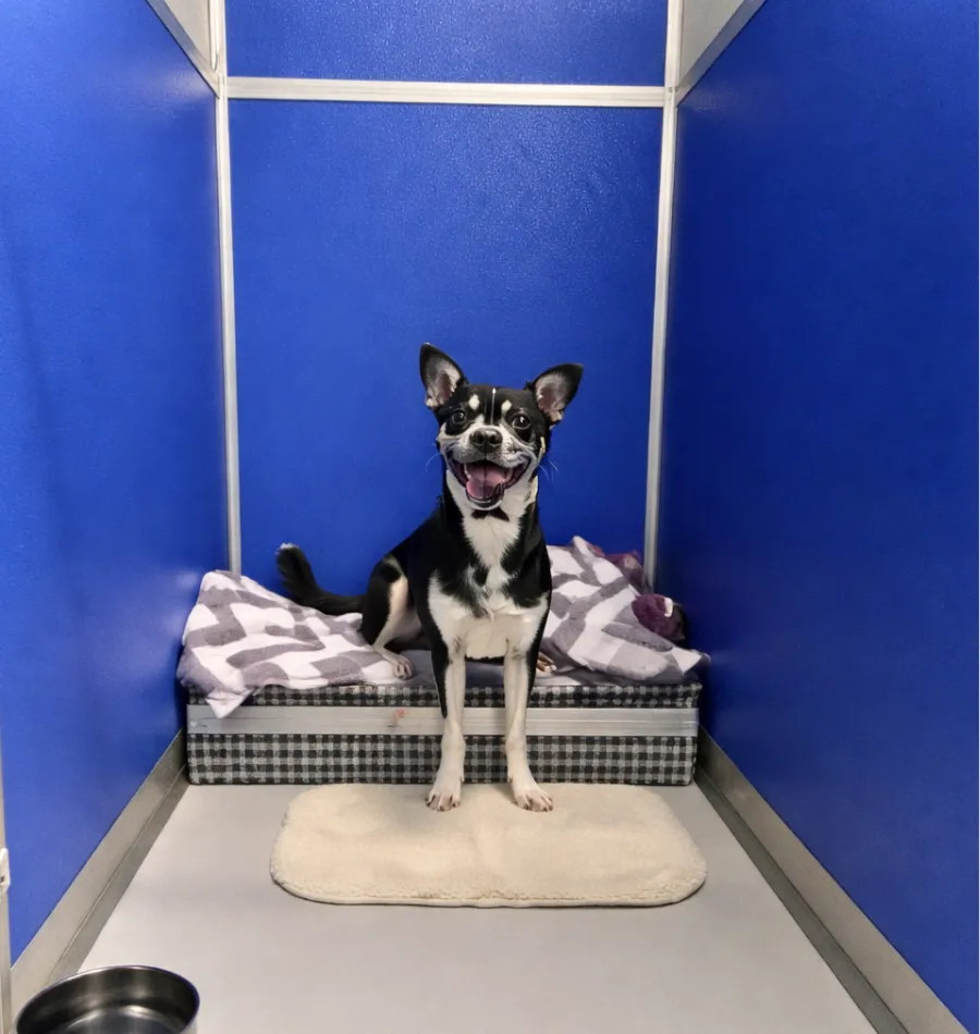 Man is holding a cat in his arms