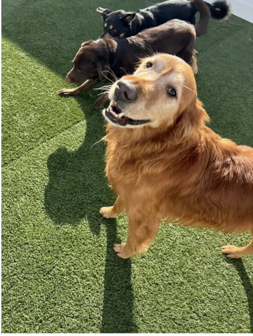 Woman cuddling a corgi dog