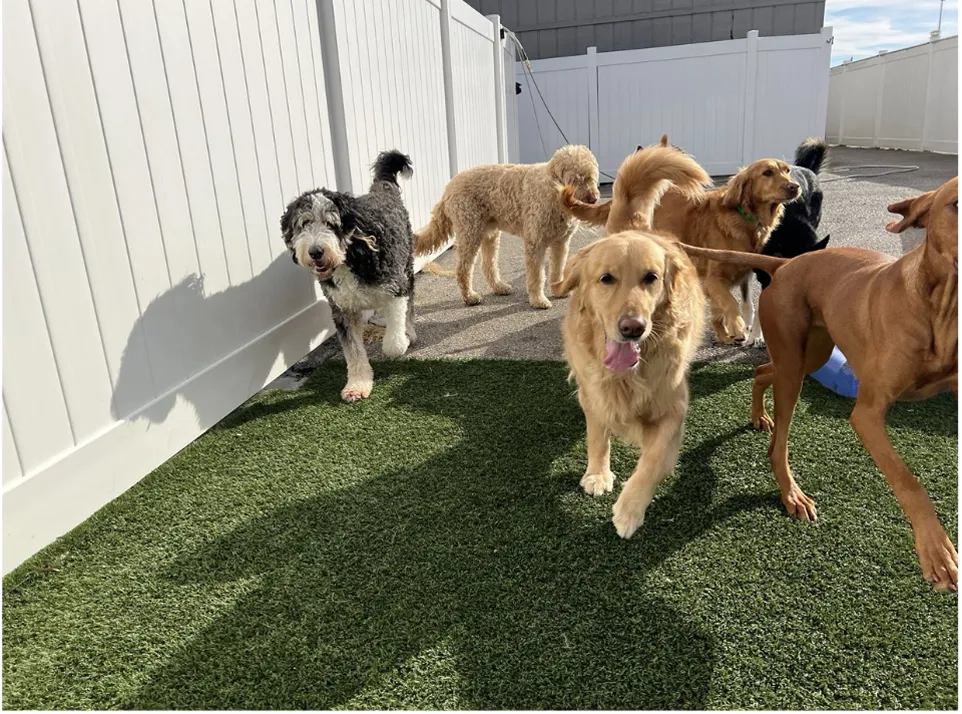 Dog daycare Montgomery