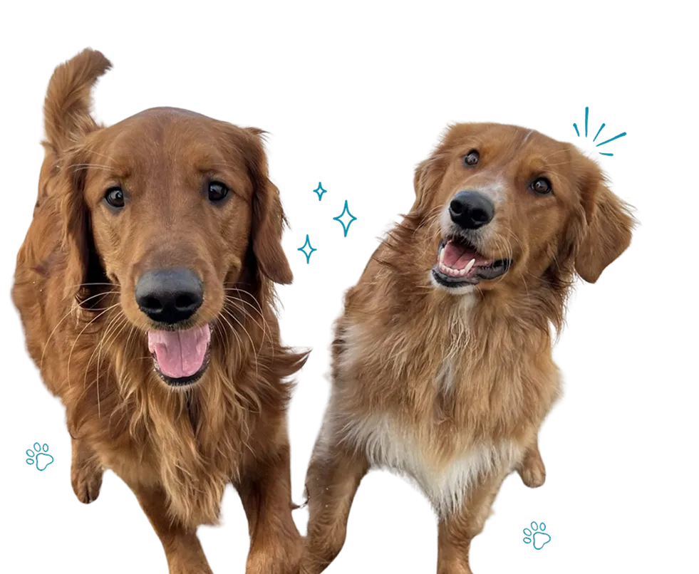 Lucky Dog Rereat Montgomery