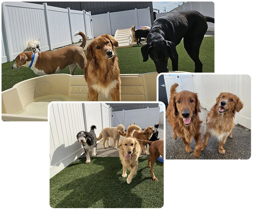 lucky dog daycare & boarding
