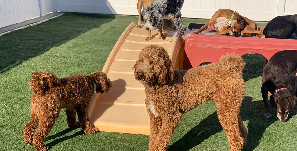 pet boarding facility