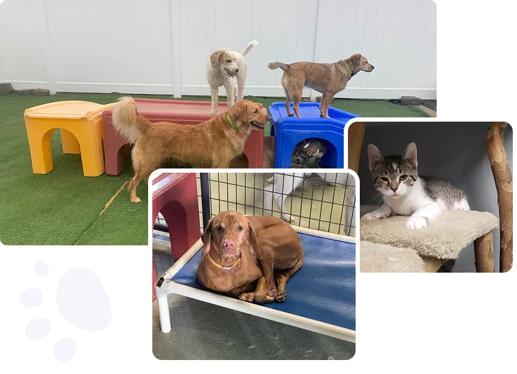 pet boarding & daycare