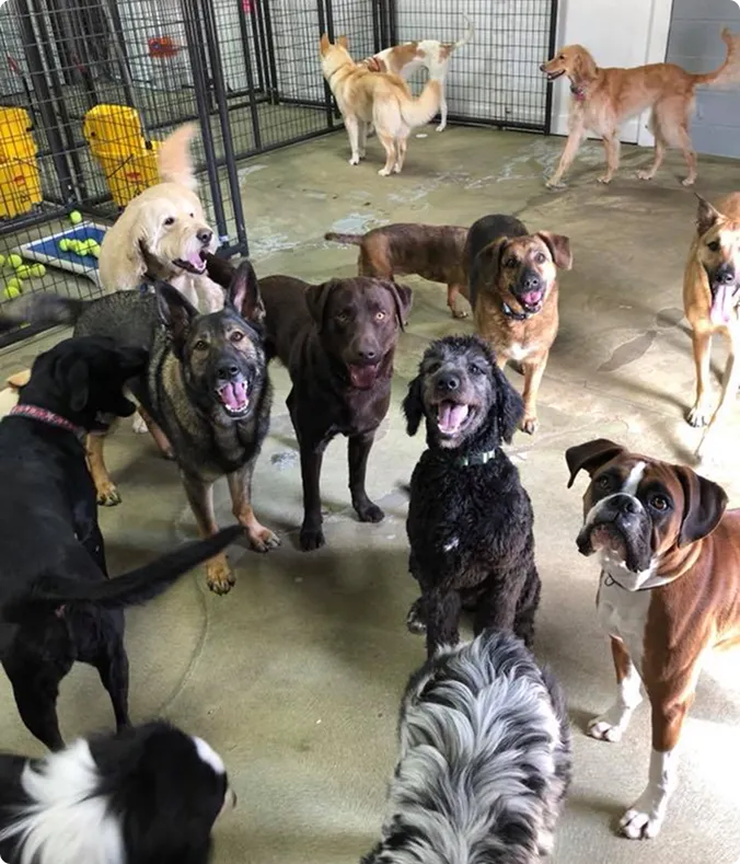 Dog daycare ohio