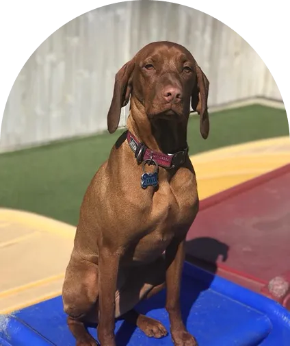 brown dog is sitting