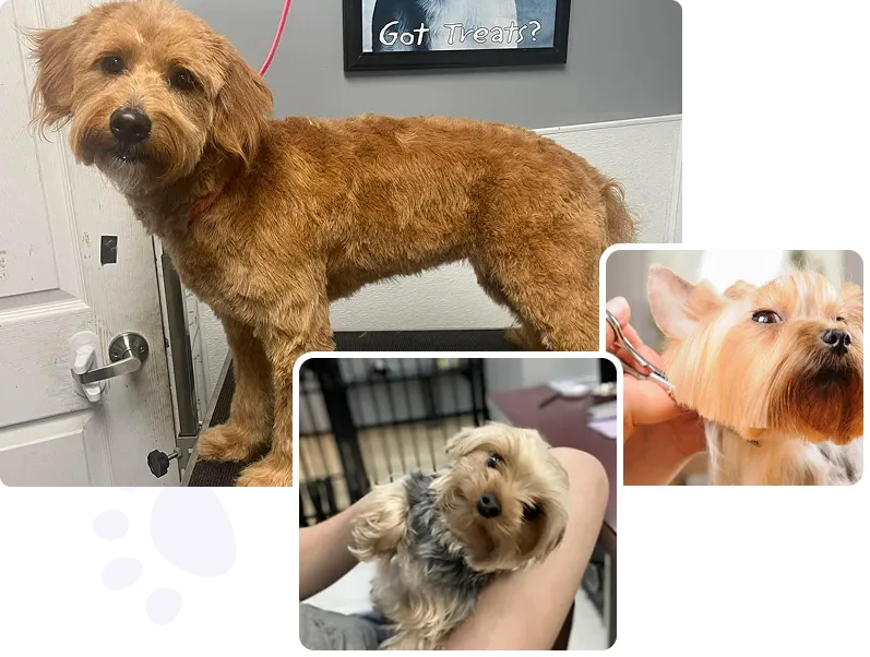 dog grooming services in Montomery