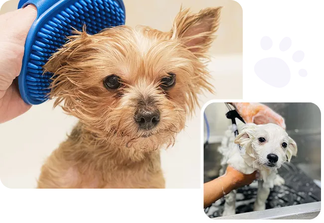 puppy grooming