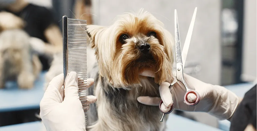 dog grooming services