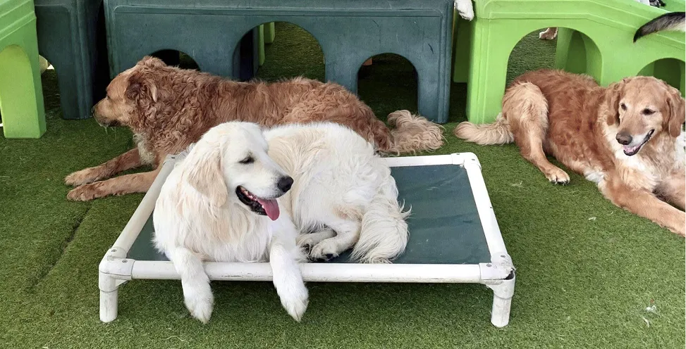 dog boarding montgomery