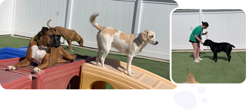 dog boarding in Ohio