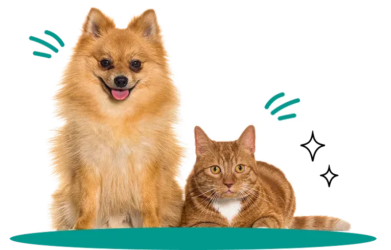 cat and dog are sitting