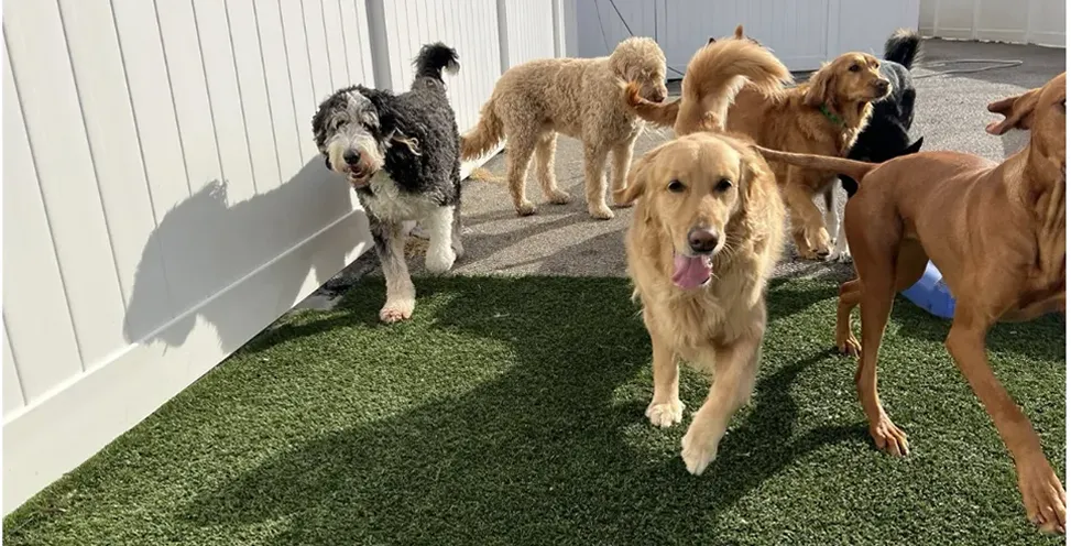 dog daycare in montgomery