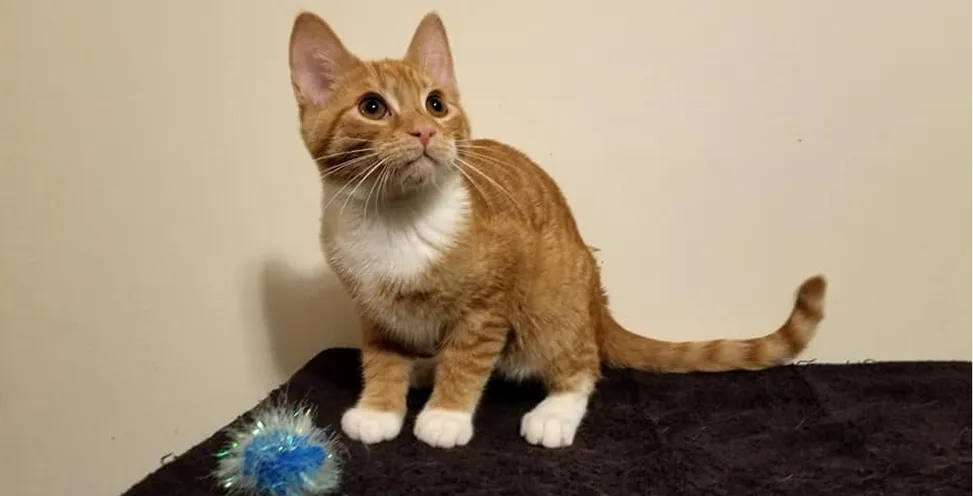 cat boarding services