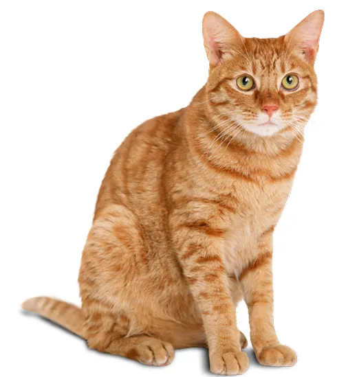 orange cat