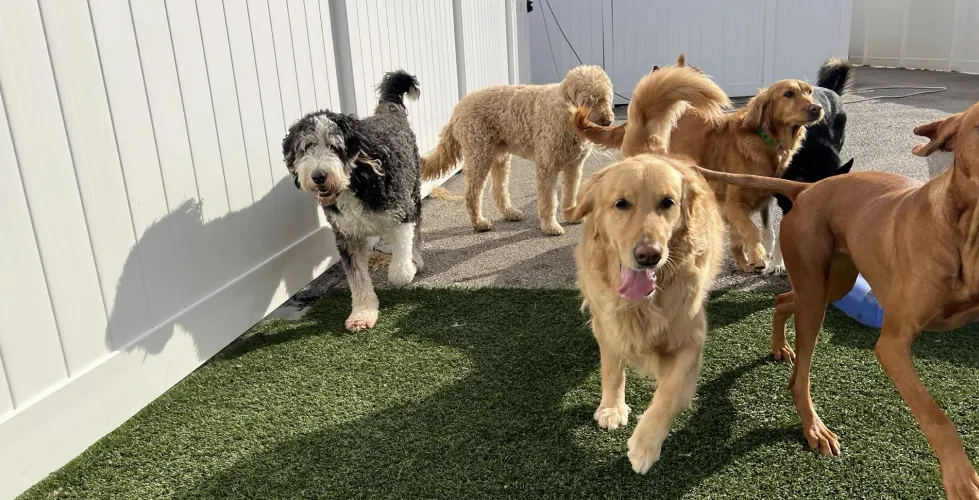 Lucky dog & boarding