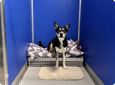 dog is sitting on bed