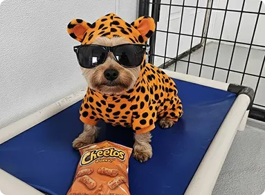 Specs dog