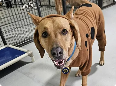 cute dog