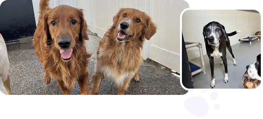 dog daycare