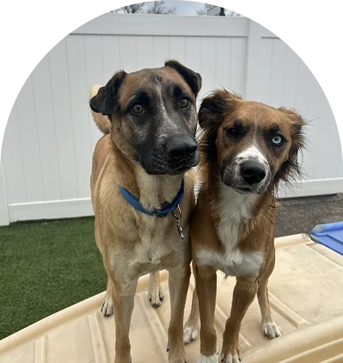 puppy and dog