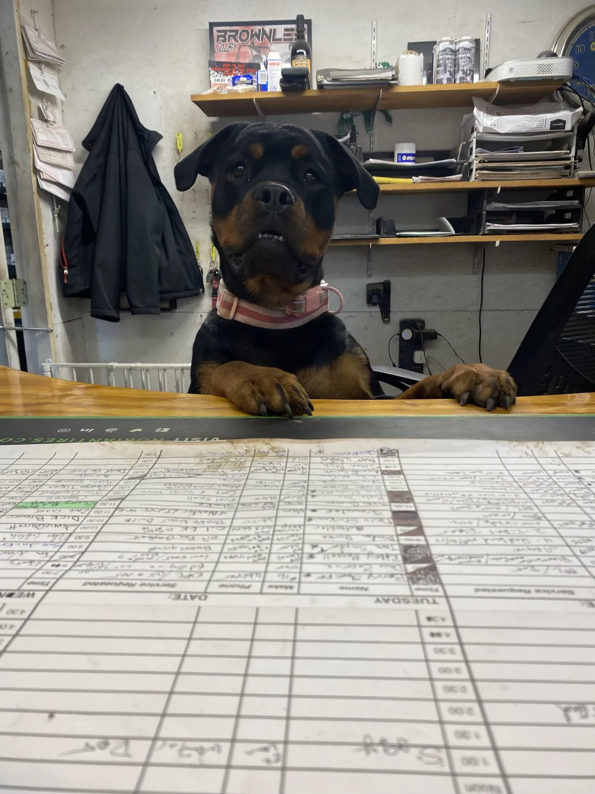 A friendly Rottweiler shop dog sitting behind the service counter at Wilder's Tire & Auto Service in Hastings, MI
