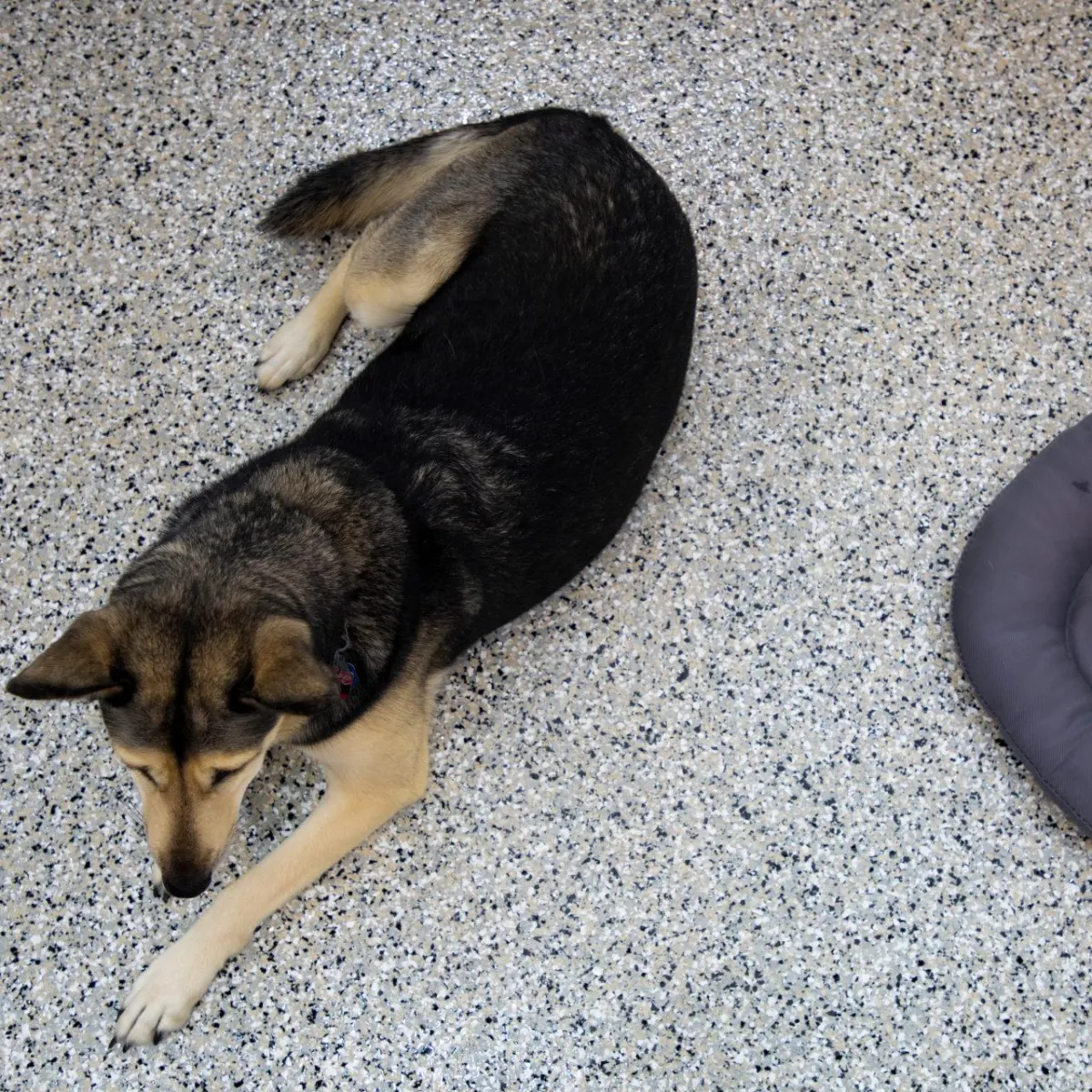 Dog lying on speckled garage floor with full chip coating, demonstrating durability and comfort