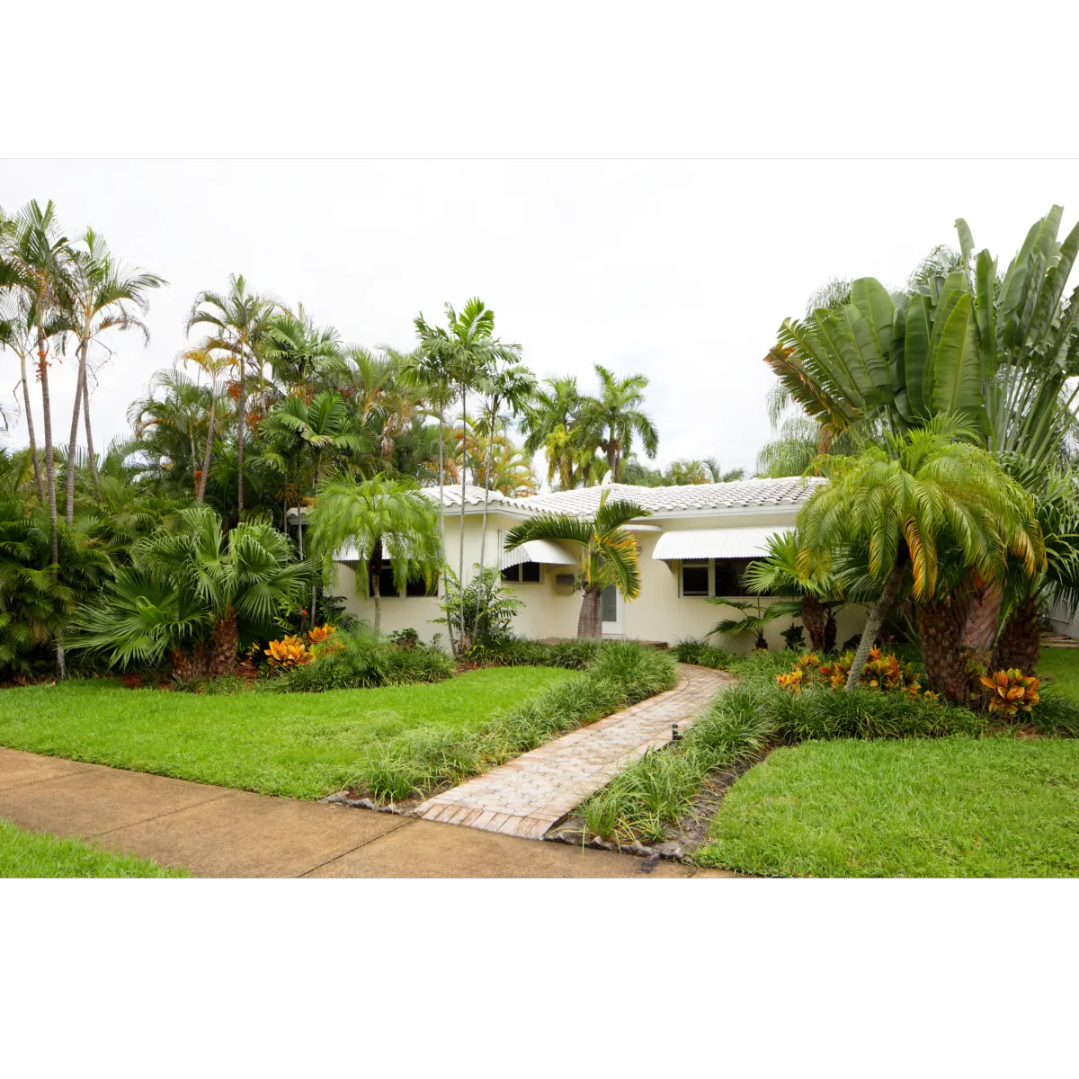 Florida home with white stucco and many palm trees in yard