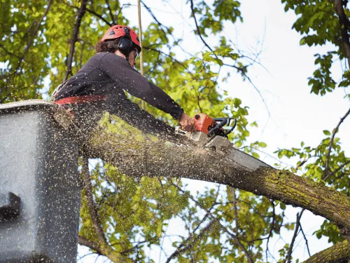 Bush & Tree Pruning & Mulch in Springfield, Ohio