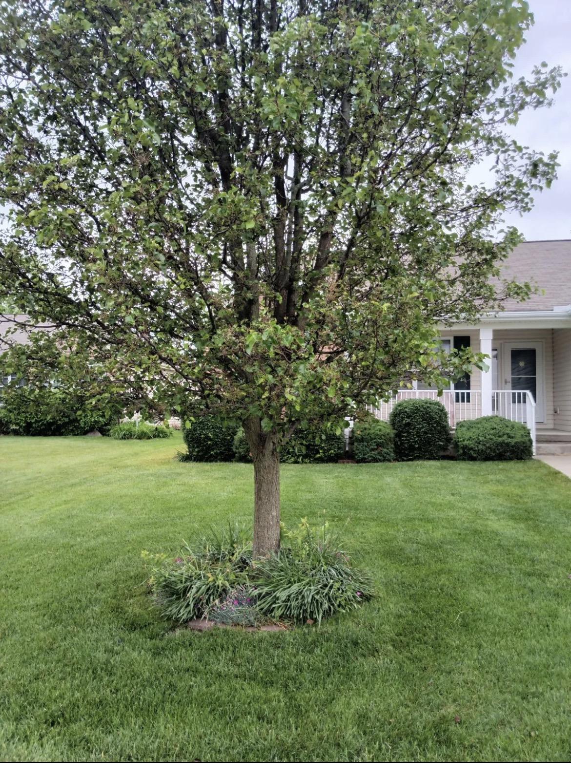 Luxury Vinyl Plank Flooring