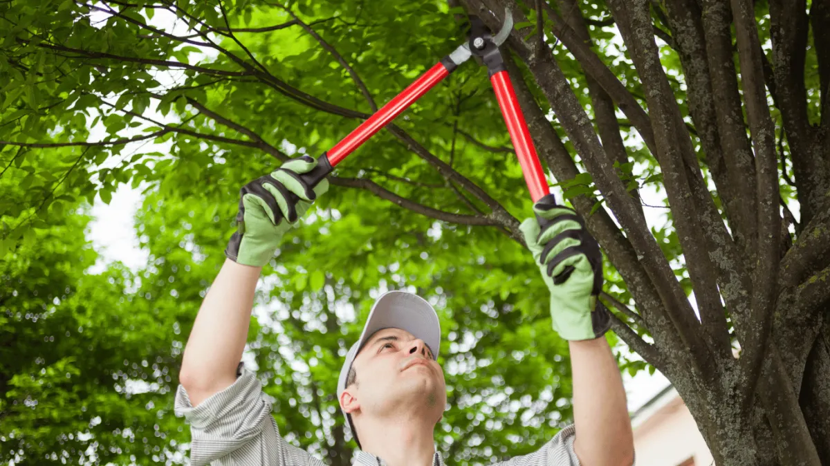 Arborist pruning a maple tree in Arvada