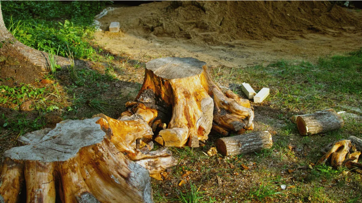 Stump grinding with protective screens in Arvada