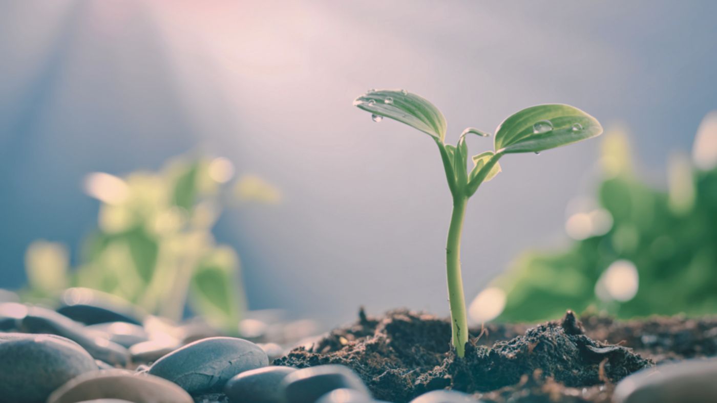 The Season of Return: What the Spring Equinox Teaches About Sacred Work and Its Roots