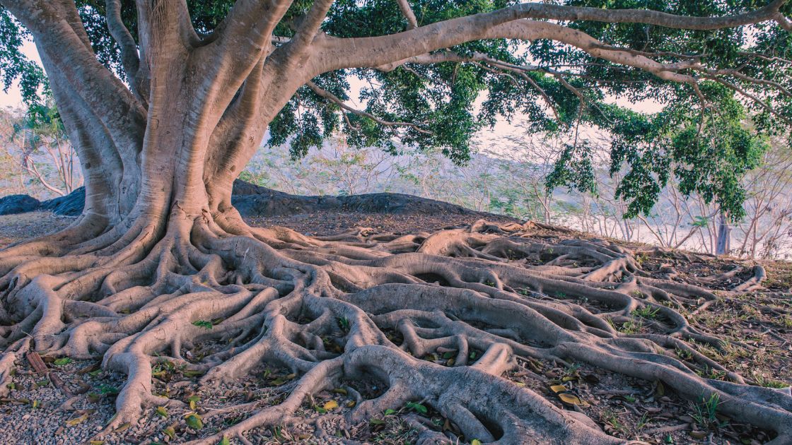 What a Forest Knows About Growth That Your Business Strategy Doesn't