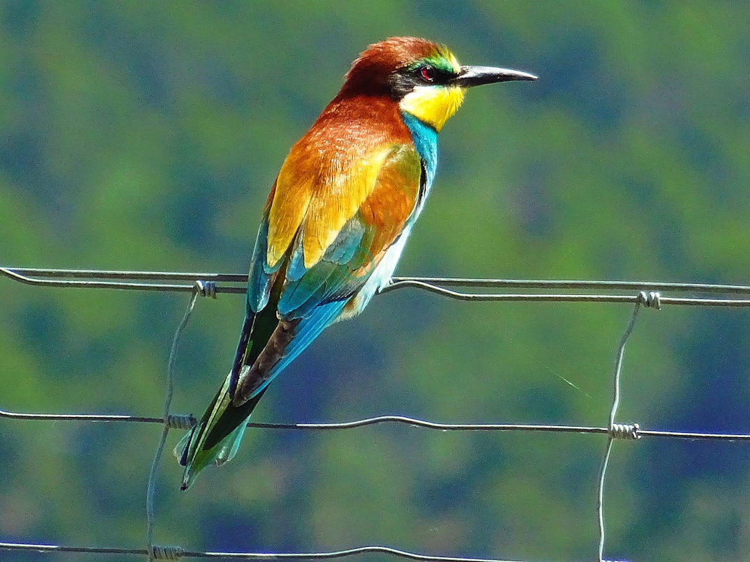 colorful rainbow bird perched on a wire fence