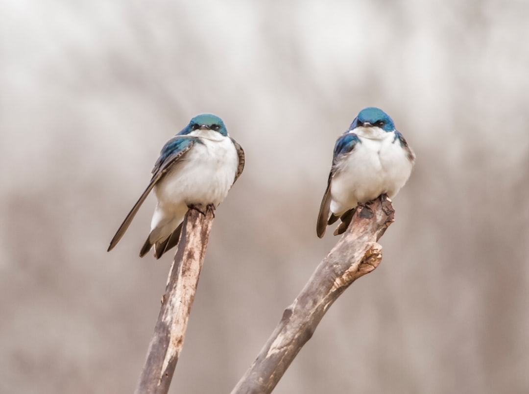 two blue and tan birds on branches