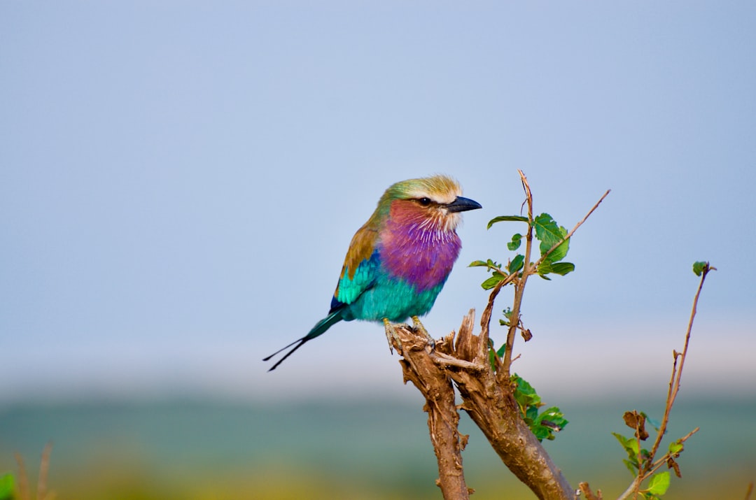 Colorful rainbow bird perched on a branch