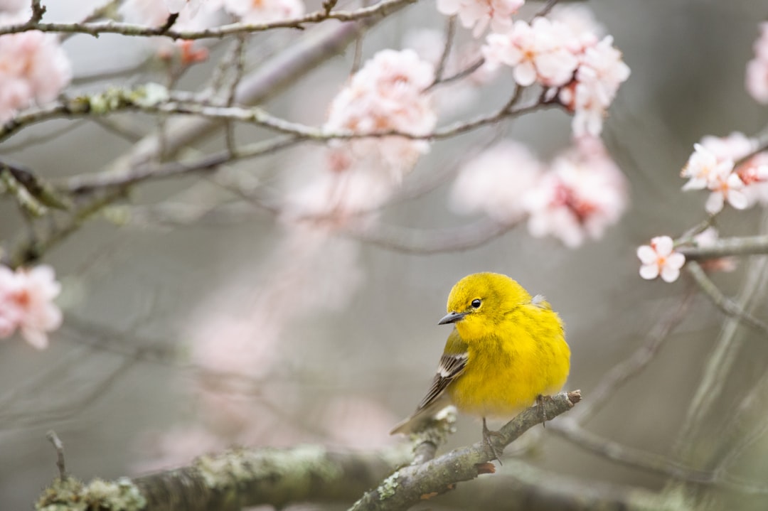 Yellow bird on a branch with light pink flowers blooming
