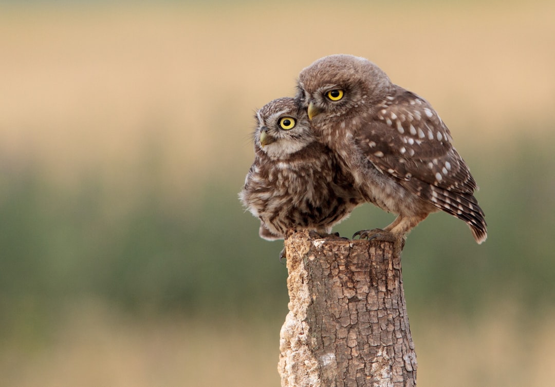 Two small owls huddled together