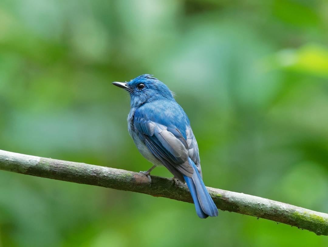 Blue bird on a branch