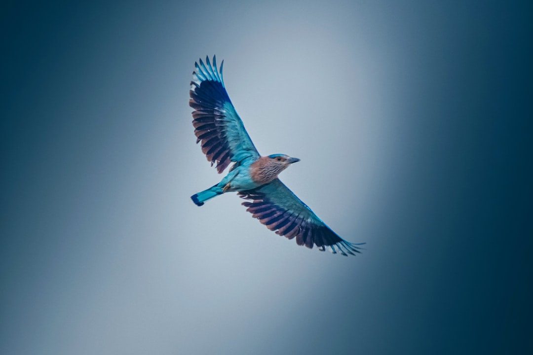 Blue and orange bird flying in the sky