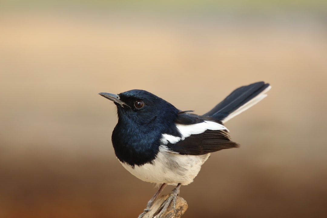 Magpie with a blurred brown background